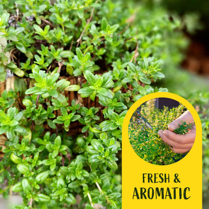 3 Red Creeping Thyme in 2.5" Cubes | Fragrant Evergreen Groundcover with Red-Pink Blooms for Pots & Landscaping (Thymus praecox ‘Coccineus’)
