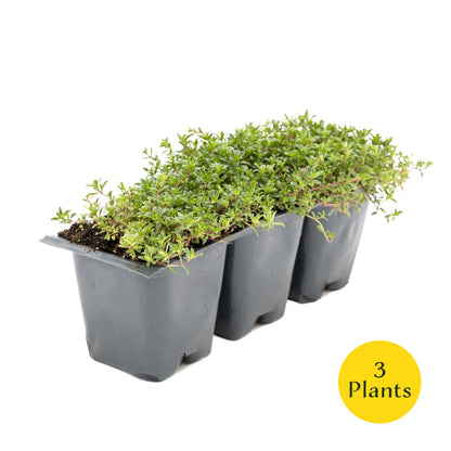 3 Red Creeping Thyme in 2.5" Cubes | Fragrant Evergreen Groundcover with Red-Pink Blooms for Pots & Landscaping (Thymus praecox ‘Coccineus’)
