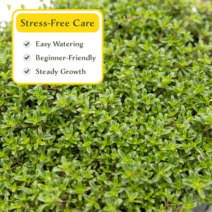 3 Red Creeping Thyme in 2.5" Cubes | Fragrant Evergreen Groundcover with Red-Pink Blooms for Pots & Landscaping (Thymus praecox ‘Coccineus’)