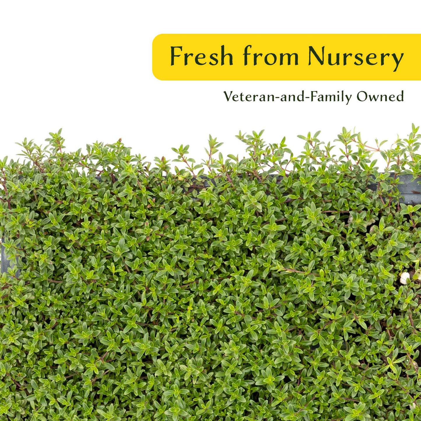 3 Red Creeping Thyme in 2.5" Cubes | Fragrant Evergreen Groundcover with Red-Pink Blooms for Pots & Landscaping (Thymus praecox ‘Coccineus’)
