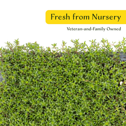 3 Red Creeping Thyme in 2.5" Cubes | Fragrant Evergreen Groundcover with Red-Pink Blooms for Pots & Landscaping (Thymus praecox ‘Coccineus’)