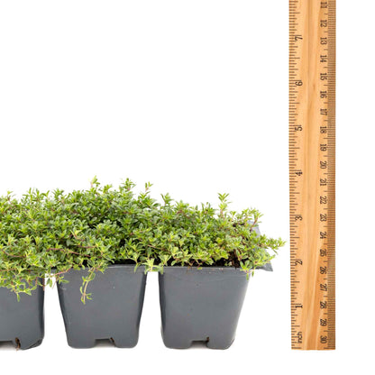3 Red Creeping Thyme in 2.5" Cubes | Fragrant Evergreen Groundcover with Red-Pink Blooms for Pots & Landscaping (Thymus praecox ‘Coccineus’)