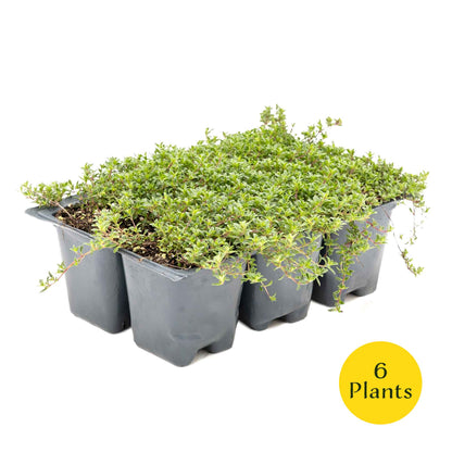 3 Red Creeping Thyme in 2.5" Cubes | Fragrant Evergreen Groundcover with Red-Pink Blooms for Pots & Landscaping (Thymus praecox ‘Coccineus’)