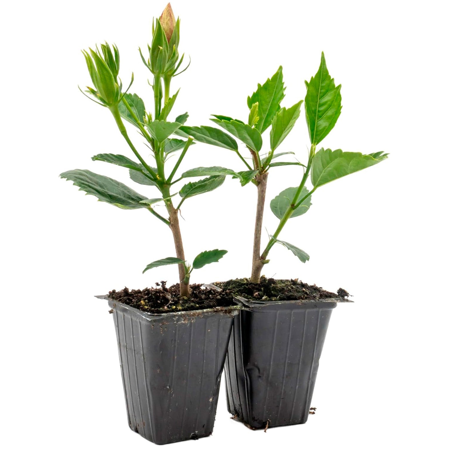 Red Dragon Hibiscus | Live Plant in 2.5 Inch Nursery Cube | Hibiscus rosa-sinensis 'Mongon'
