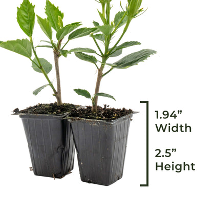 Red Dragon Hibiscus | Live Plant in 2.5 Inch Nursery Cube | Hibiscus rosa-sinensis 'Mongon'