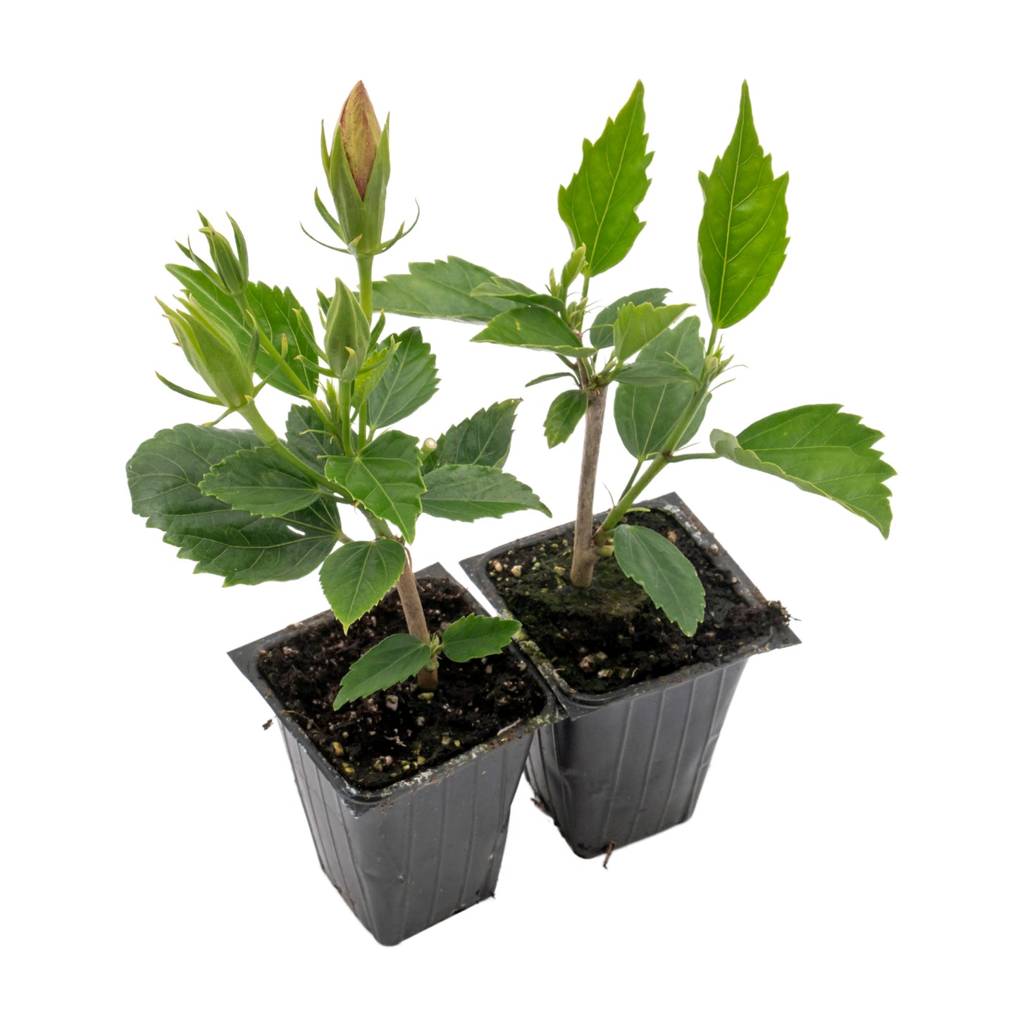 Red Dragon Hibiscus | Live Plant in 2.5 Inch Nursery Cube | Hibiscus rosa-sinensis 'Mongon'
