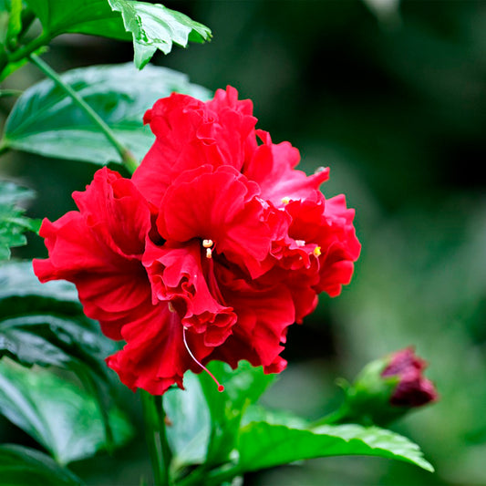 Red Dragon Hibiscus | Live Plant in 2.5 Inch Nursery Cube | Hibiscus rosa-sinensis 'Mongon'