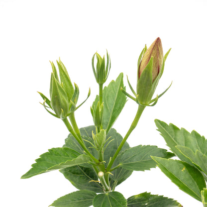 Red Dragon Hibiscus | Live Plant in 2.5 Inch Nursery Cube | Hibiscus rosa-sinensis 'Mongon'
