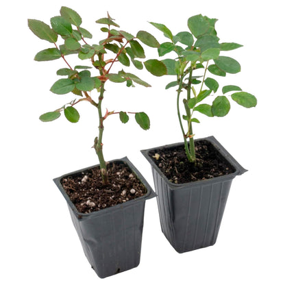 "Flower Carpet Red" Rose | Live Plant in 2.5 Inch Nursery Cube | Rosa x ‘Noare’