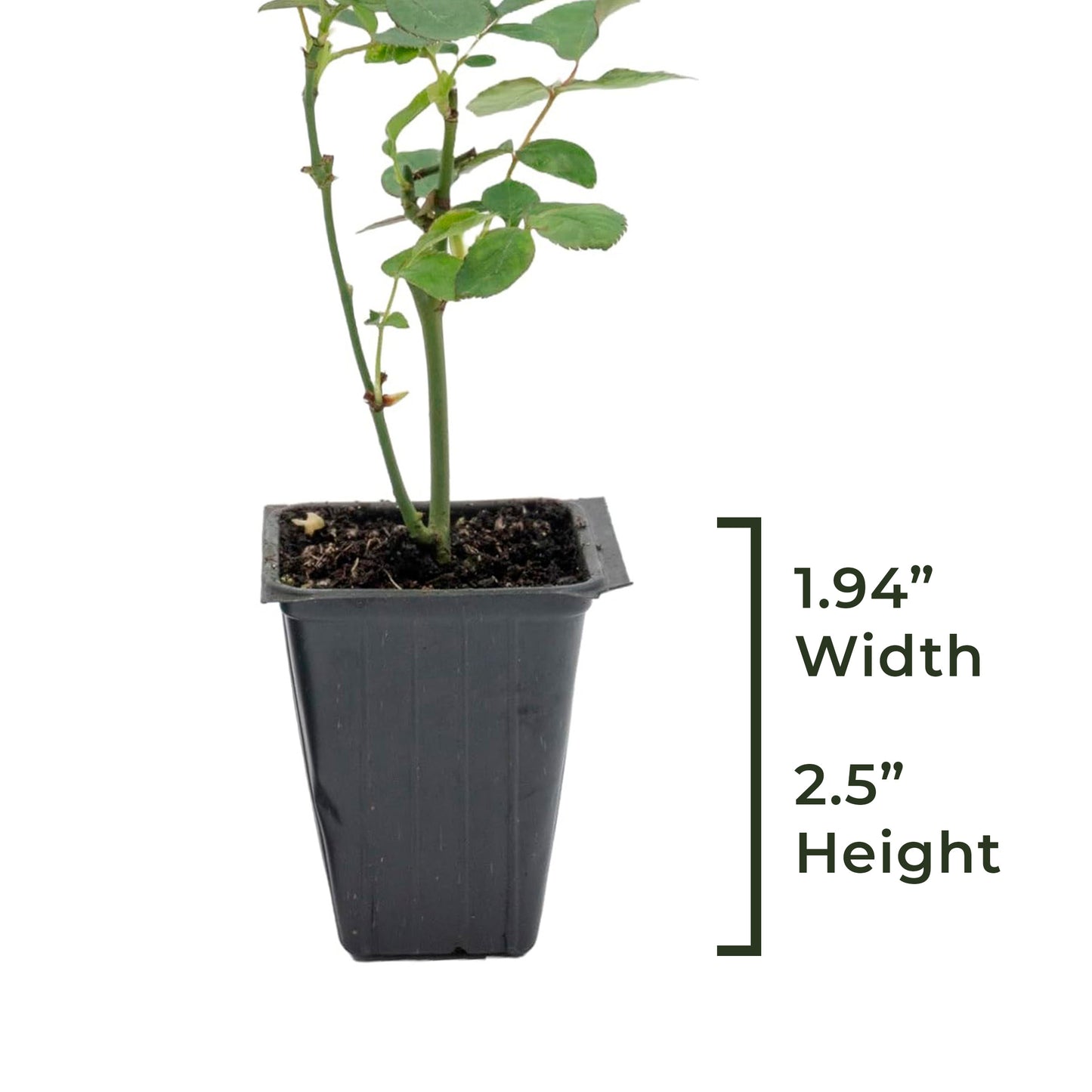 "Flower Carpet Red" Rose | Live Plant in 2.5 Inch Nursery Cube | Rosa x ‘Noare’