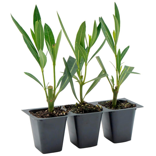 Red Oleander | Live Plant in 2.5 Inch Nursery Cube | Nerium Red Oleander | Jannoch Variety