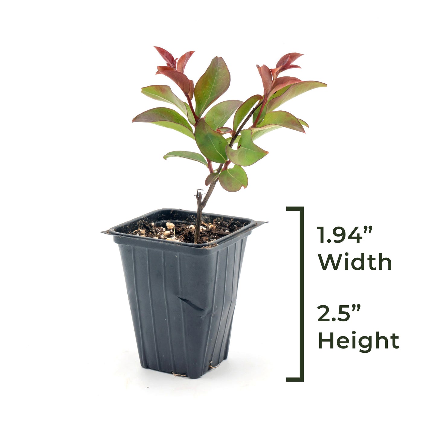 Red Rocket Crepe Myrtle Tree | Live Sapling in 2.5 Inch Nursery Cube | Lagerstroemia Indica