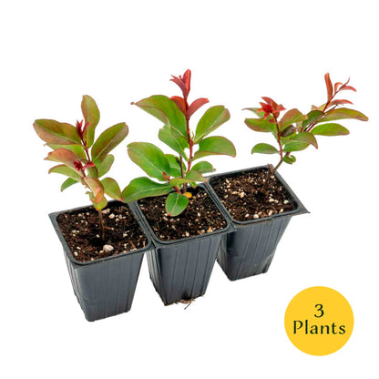 1 Red Rocket Crape Myrtle Tree – Cherry-Red Flowering Trees, Hedges, Screens & Accents (Lagerstroemia indica ‘Red Rocket’) in 3.5″ Cubes, Live Plants