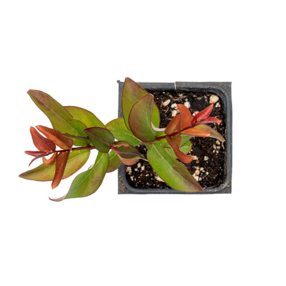 1 Red Rocket Crape Myrtle Tree – Cherry-Red Flowering Trees, Hedges, Screens & Accents (Lagerstroemia indica ‘Red Rocket’) in 3.5″ Cubes, Live Plants