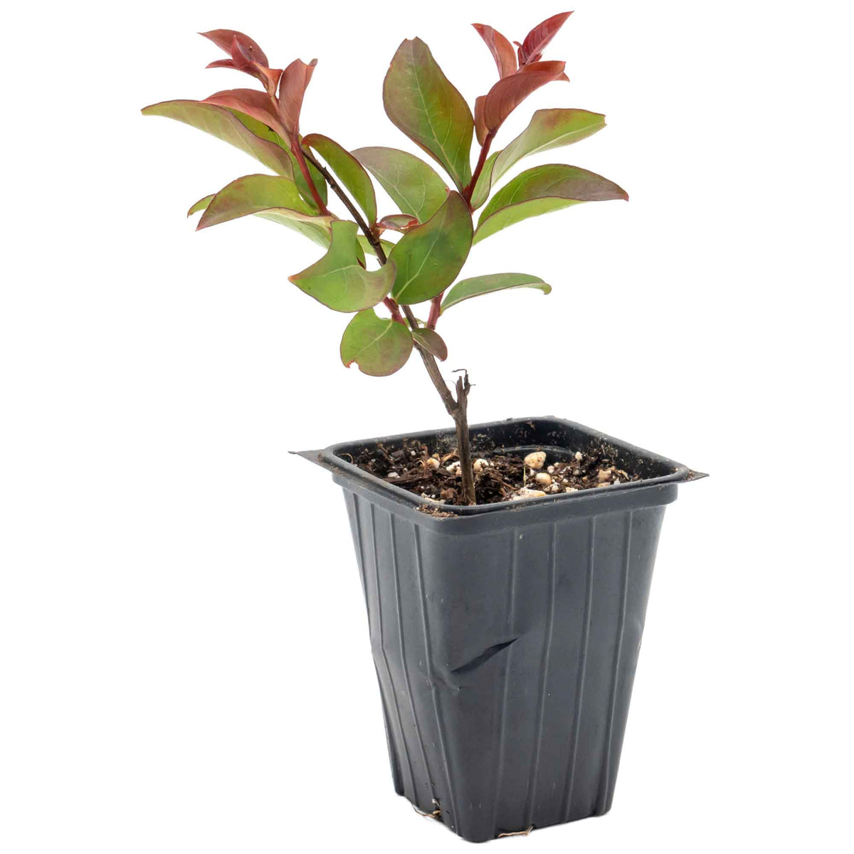 1 Red Rocket Crape Myrtle Tree – Cherry-Red Flowering Trees, Hedges, Screens & Accents (Lagerstroemia indica ‘Red Rocket’) in 3.5″ Cubes, Live Plants