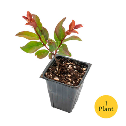 1 Red Rocket Crape Myrtle Tree – Cherry-Red Flowering Trees, Hedges, Screens & Accents (Lagerstroemia indica ‘Red Rocket’) in 3.5″ Cubes, Live Plants