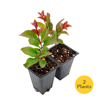 1 Red Rocket Crape Myrtle Tree – Cherry-Red Flowering Trees, Hedges, Screens & Accents (Lagerstroemia indica ‘Red Rocket’) in 3.5″ Cubes, Live Plants