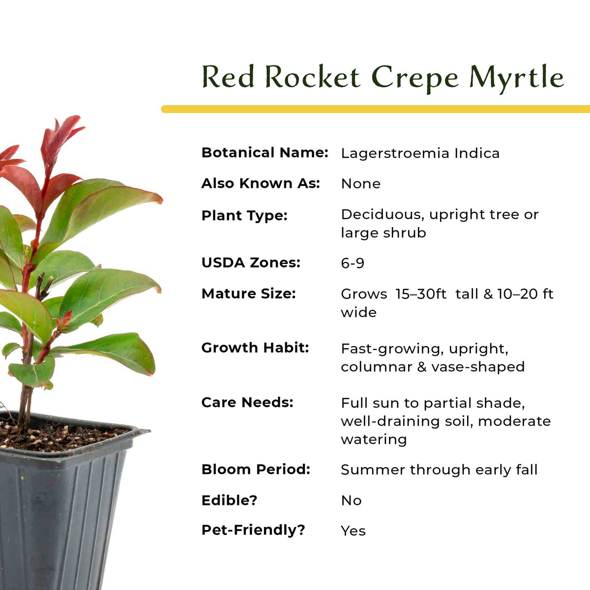 1 Red Rocket Crape Myrtle Tree – Cherry-Red Flowering Trees, Hedges, Screens & Accents (Lagerstroemia indica ‘Red Rocket’) in 3.5″ Cubes, Live Plants