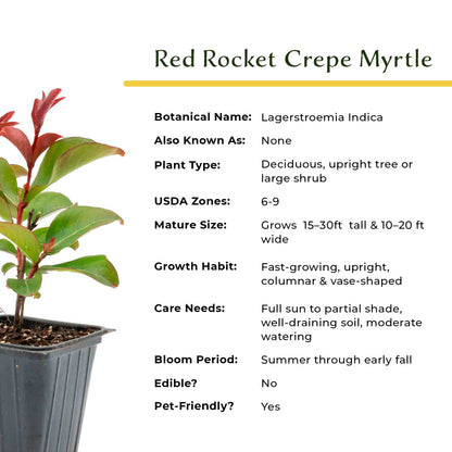 1 Red Rocket Crape Myrtle Tree – Cherry-Red Flowering Trees, Hedges, Screens & Accents (Lagerstroemia indica ‘Red Rocket’) in 3.5″ Cubes, Live Plants