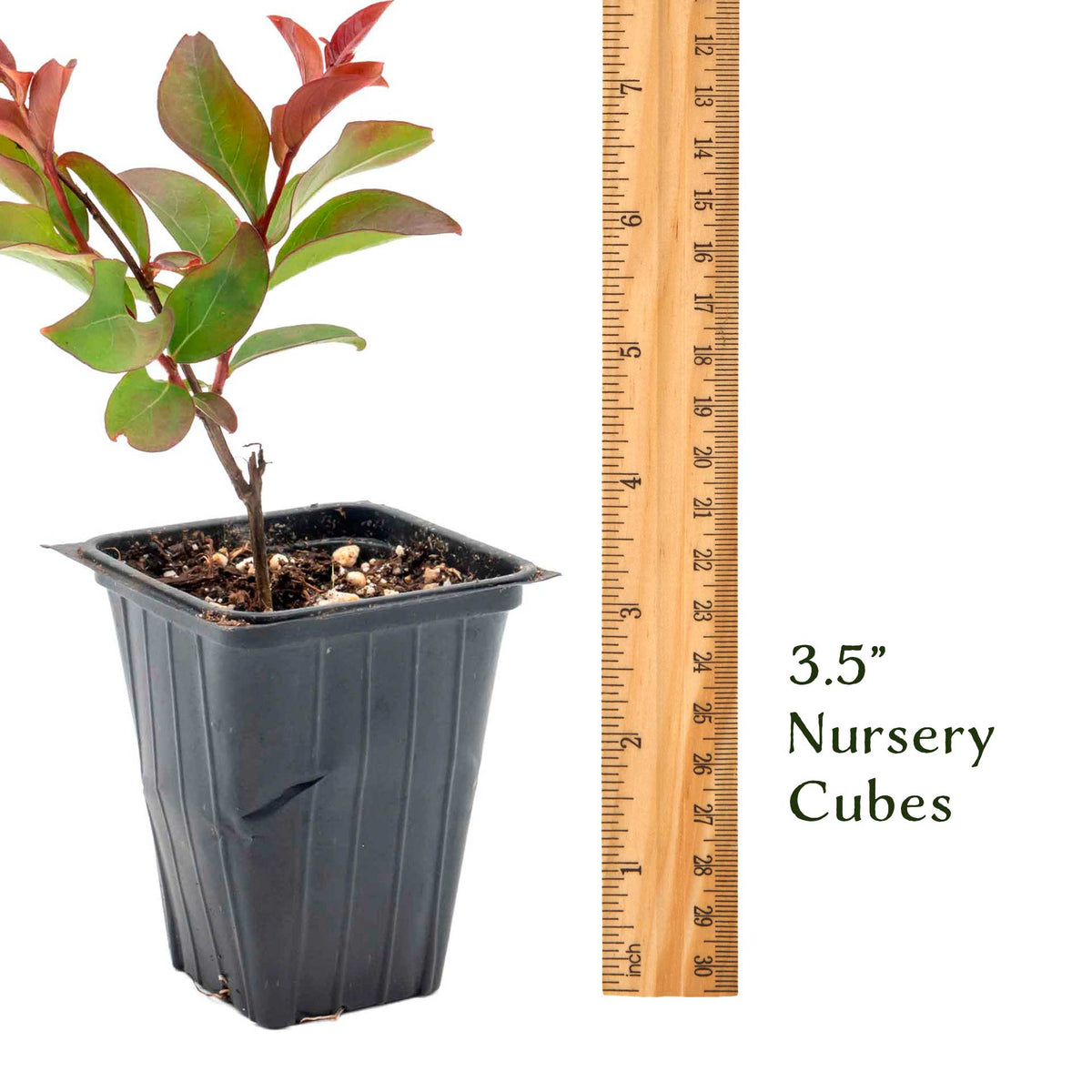 1 Red Rocket Crape Myrtle Tree – Cherry-Red Flowering Trees, Hedges, Screens & Accents (Lagerstroemia indica ‘Red Rocket’) in 3.5″ Cubes, Live Plants