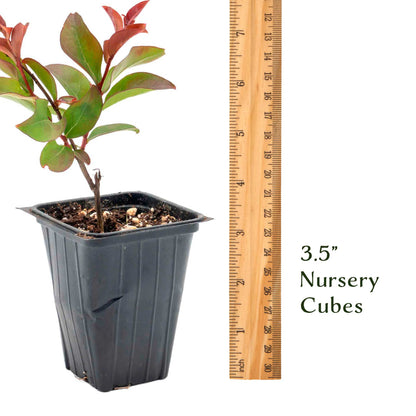 1 Red Rocket Crape Myrtle Tree – Cherry-Red Flowering Trees, Hedges, Screens & Accents (Lagerstroemia indica ‘Red Rocket’) in 3.5″ Cubes, Live Plants