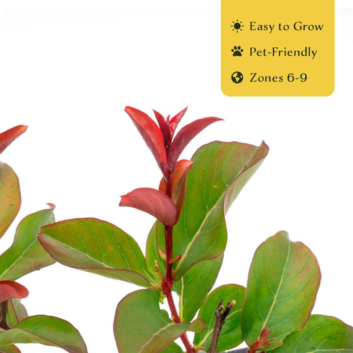 1 Red Rocket Crape Myrtle Tree – Cherry-Red Flowering Trees, Hedges, Screens & Accents (Lagerstroemia indica ‘Red Rocket’) in 3.5″ Cubes, Live Plants