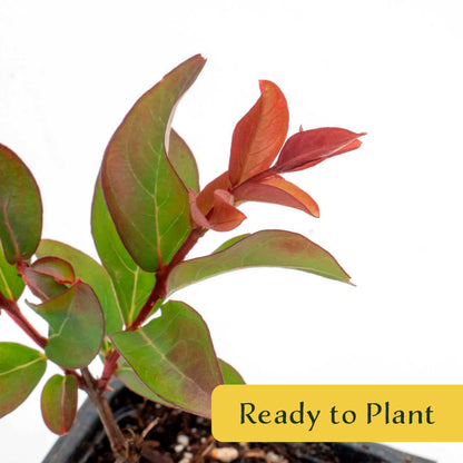 1 Red Rocket Crape Myrtle Tree – Cherry-Red Flowering Trees, Hedges, Screens & Accents (Lagerstroemia indica ‘Red Rocket’) in 3.5″ Cubes, Live Plants