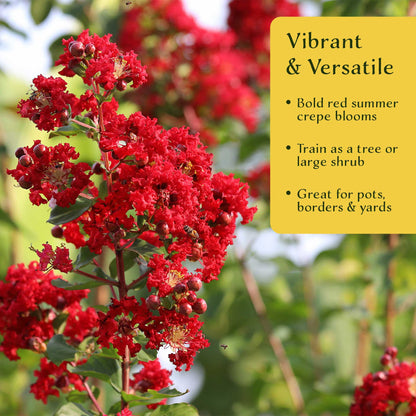1 Red Rocket Crape Myrtle Tree – Cherry-Red Flowering Trees, Hedges, Screens & Accents (Lagerstroemia indica ‘Red Rocket’) in 3.5″ Cubes, Live Plants