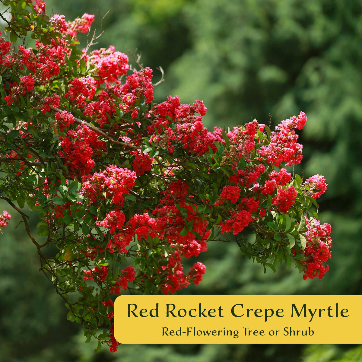 1 Red Rocket Crape Myrtle Tree – Cherry-Red Flowering Trees, Hedges, Screens & Accents (Lagerstroemia indica ‘Red Rocket’) in 3.5″ Cubes, Live Plants