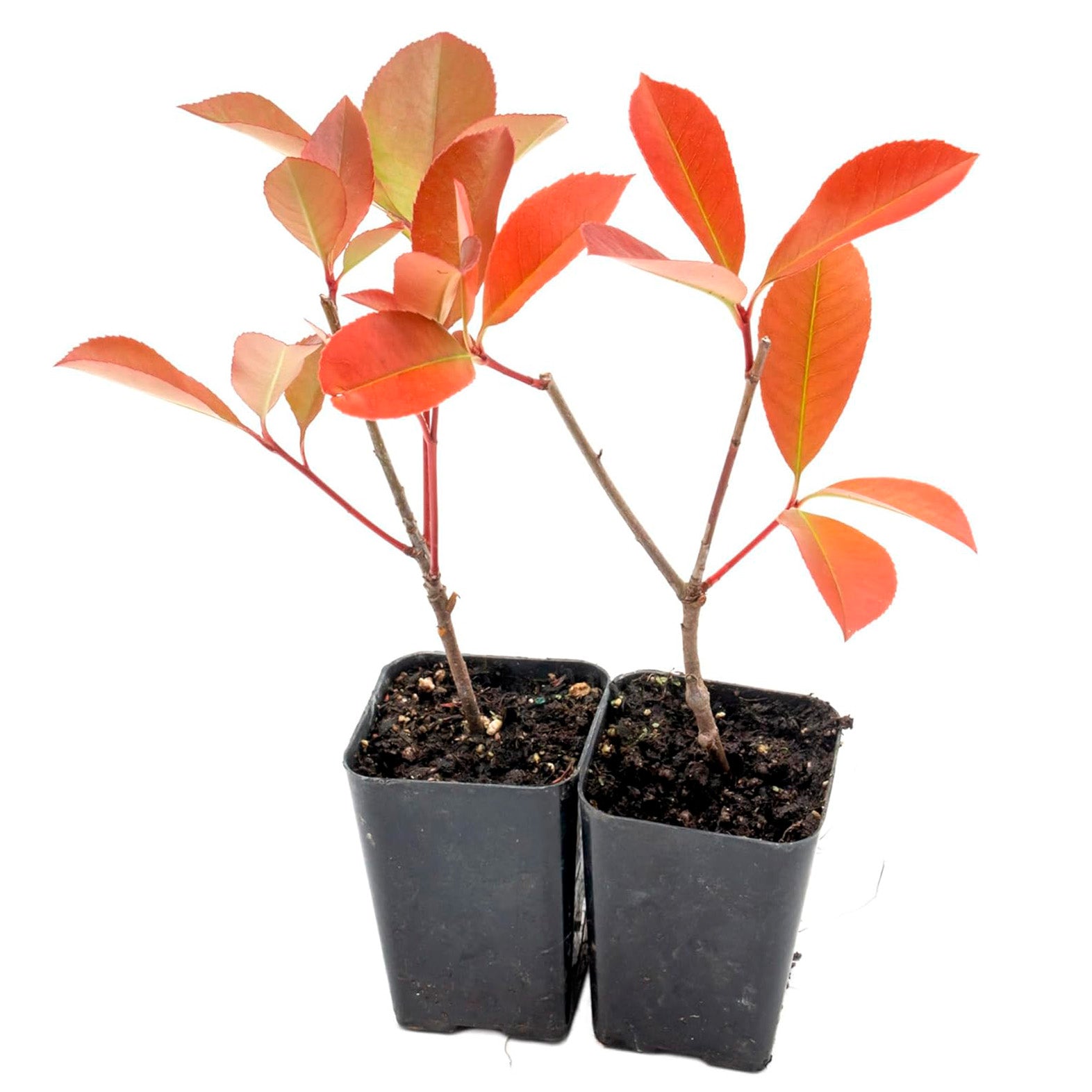 Red Tip Photinia | Live Plant in 3.5 Inch Nursery Cube | Photinia x Fraseri