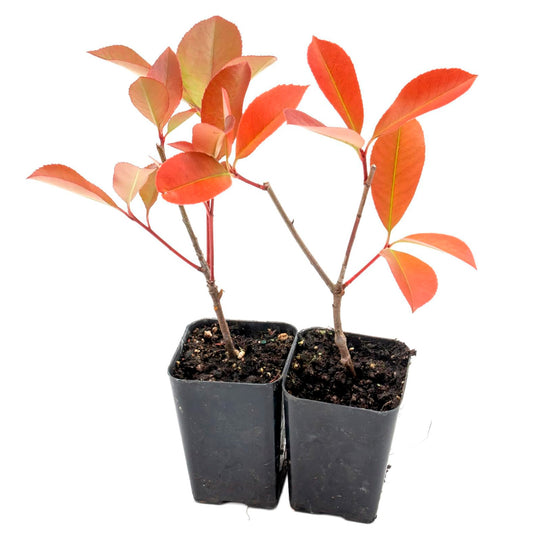 Red Tip Photinia | Live Plant in 3.5 Inch Nursery Cube | Photinia x Fraseri