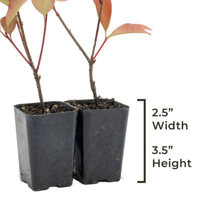 Red Tip Photinia | Live Plant in 3.5 Inch Nursery Cube | Photinia x Fraseri
