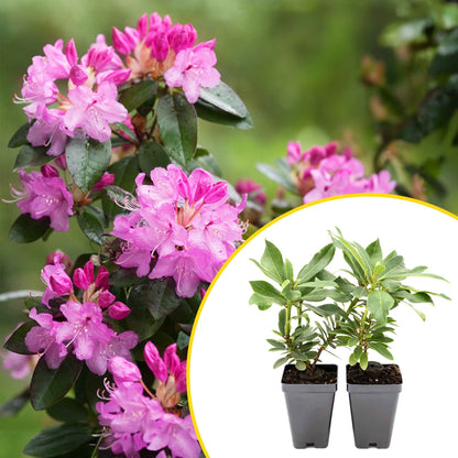 2 Roseum Elegans Rhododendron Plants in 3.5” Cubes | Shade-Loving Evergreen Shrub with Pink-Lavender Blooms (Rhododendron catawbiense)