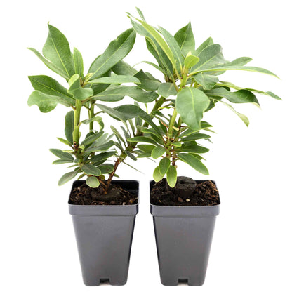 2 Roseum Elegans Rhododendron Plants in 3.5” Cubes | Shade-Loving Evergreen Shrub with Pink-Lavender Blooms (Rhododendron catawbiense)