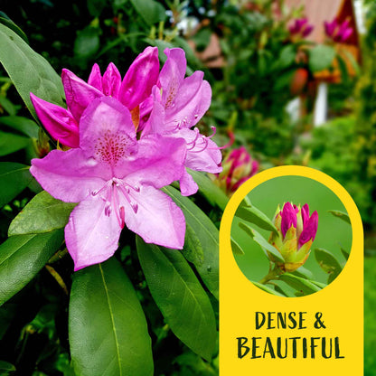 2 Roseum Elegans Rhododendron Plants in 3.5” Cubes | Shade-Loving Evergreen Shrub with Pink-Lavender Blooms (Rhododendron catawbiense)