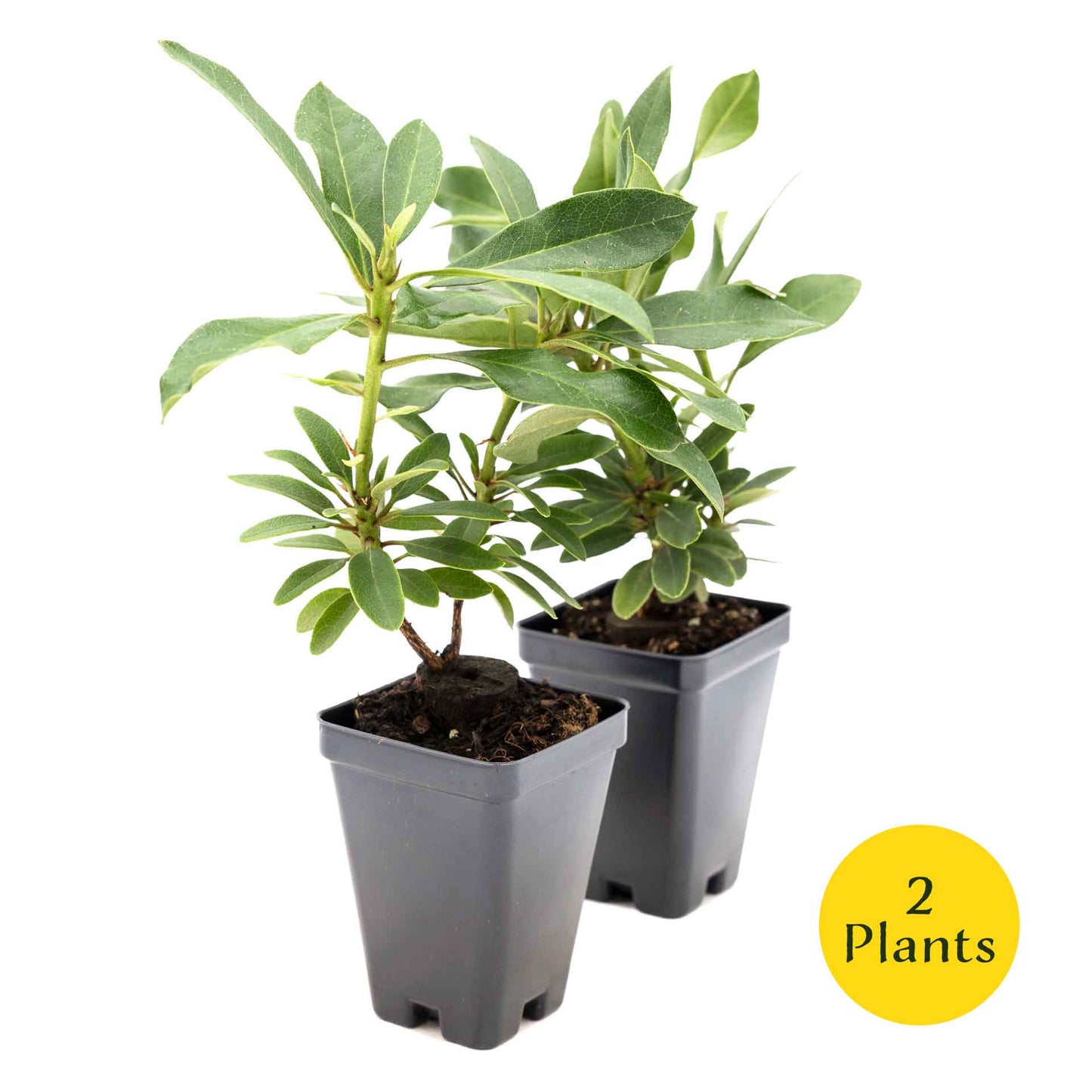 2 Roseum Elegans Rhododendron Plants in 3.5” Cubes | Shade-Loving Evergreen Shrub with Pink-Lavender Blooms (Rhododendron catawbiense)