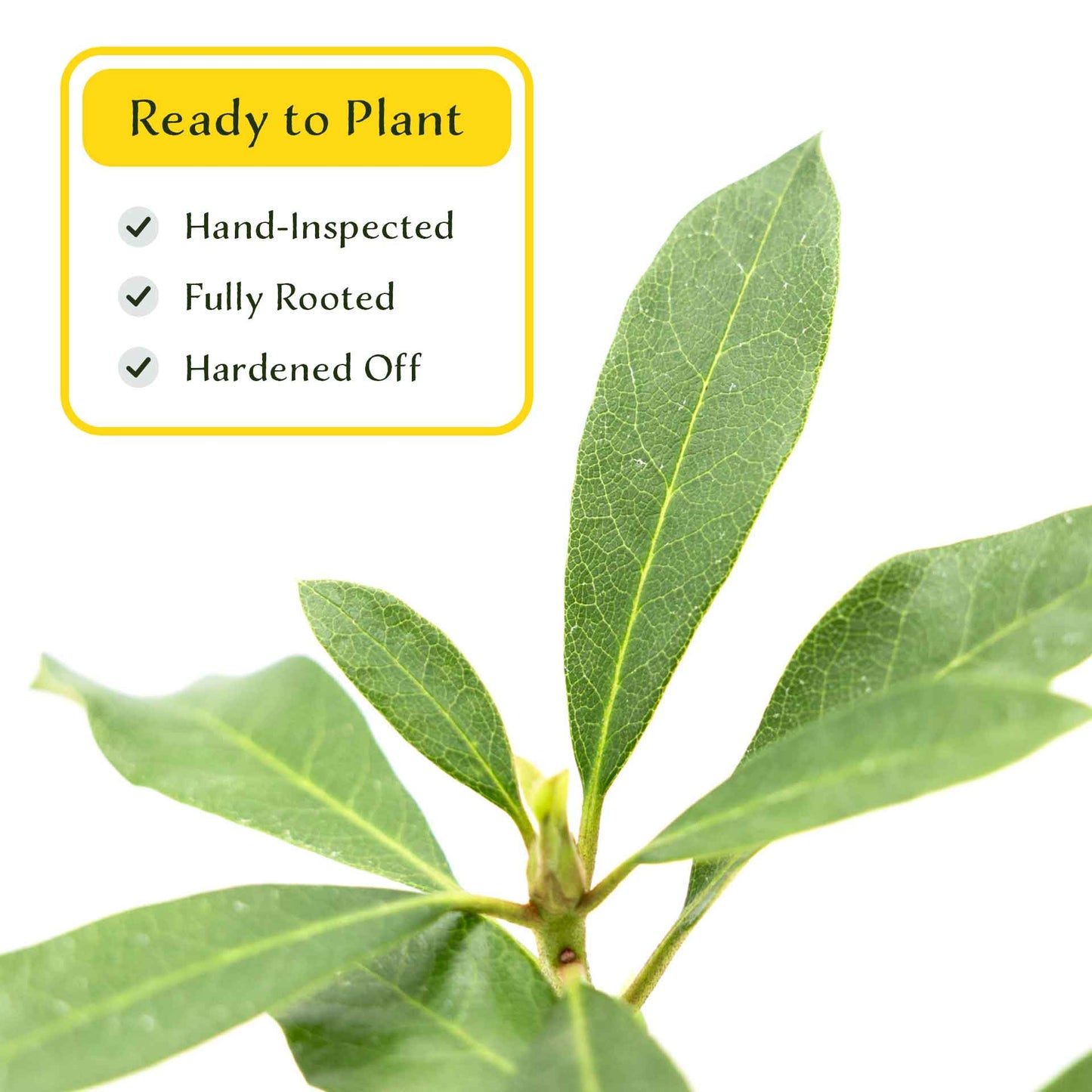 2 Roseum Elegans Rhododendron Plants in 3.5” Cubes | Shade-Loving Evergreen Shrub with Pink-Lavender Blooms (Rhododendron catawbiense)
