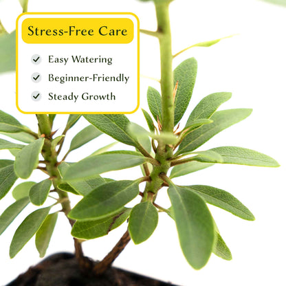 2 Roseum Elegans Rhododendron Plants in 3.5” Cubes | Shade-Loving Evergreen Shrub with Pink-Lavender Blooms (Rhododendron catawbiense)