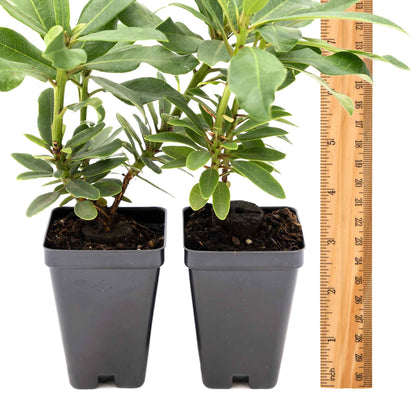 2 Roseum Elegans Rhododendron Plants in 3.5” Cubes | Shade-Loving Evergreen Shrub with Pink-Lavender Blooms (Rhododendron catawbiense)