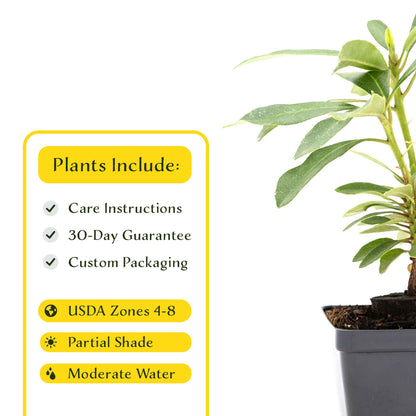 2 Roseum Elegans Rhododendron Plants in 3.5” Cubes | Shade-Loving Evergreen Shrub with Pink-Lavender Blooms (Rhododendron catawbiense)