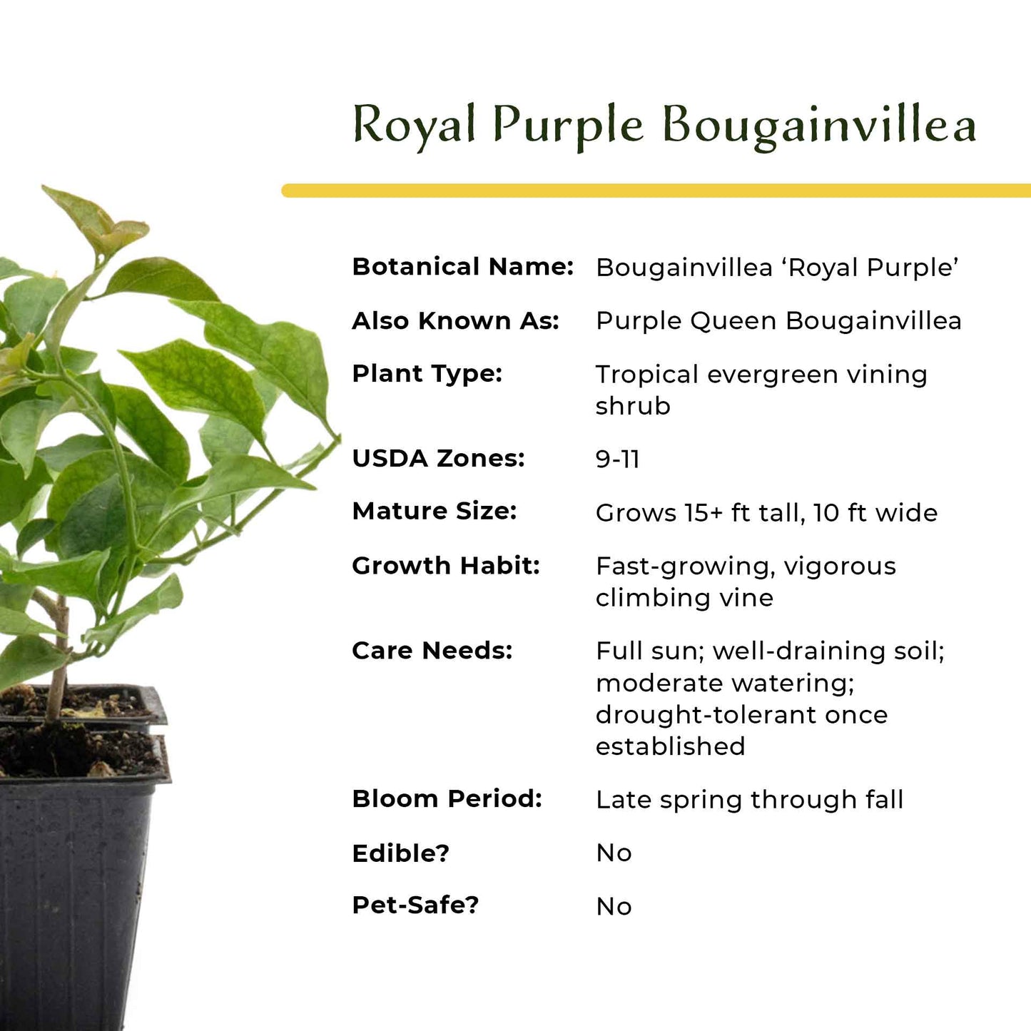 Royal Purple Bougainvillea in 3.5” Nursery Cubes (Bougainvillea ‘Royal Purple’)