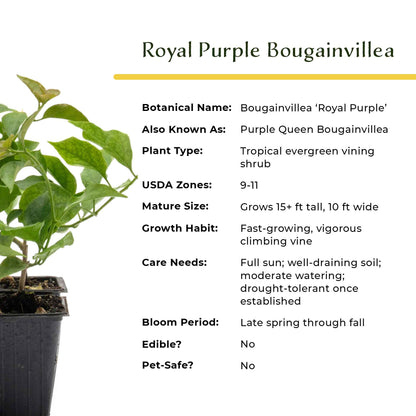 Royal Purple Bougainvillea in 3.5” Nursery Cubes (Bougainvillea ‘Royal Purple’)