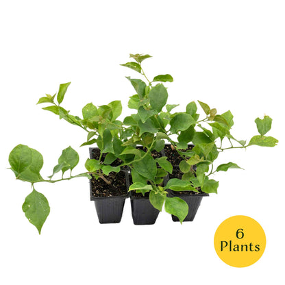 Royal Purple Bougainvillea in 3.5” Nursery Cubes (Bougainvillea ‘Royal Purple’)