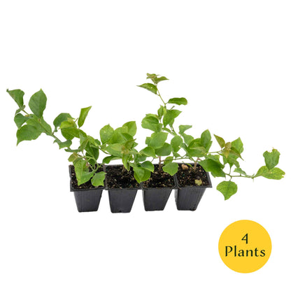 Royal Purple Bougainvillea in 3.5” Nursery Cubes (Bougainvillea ‘Royal Purple’)