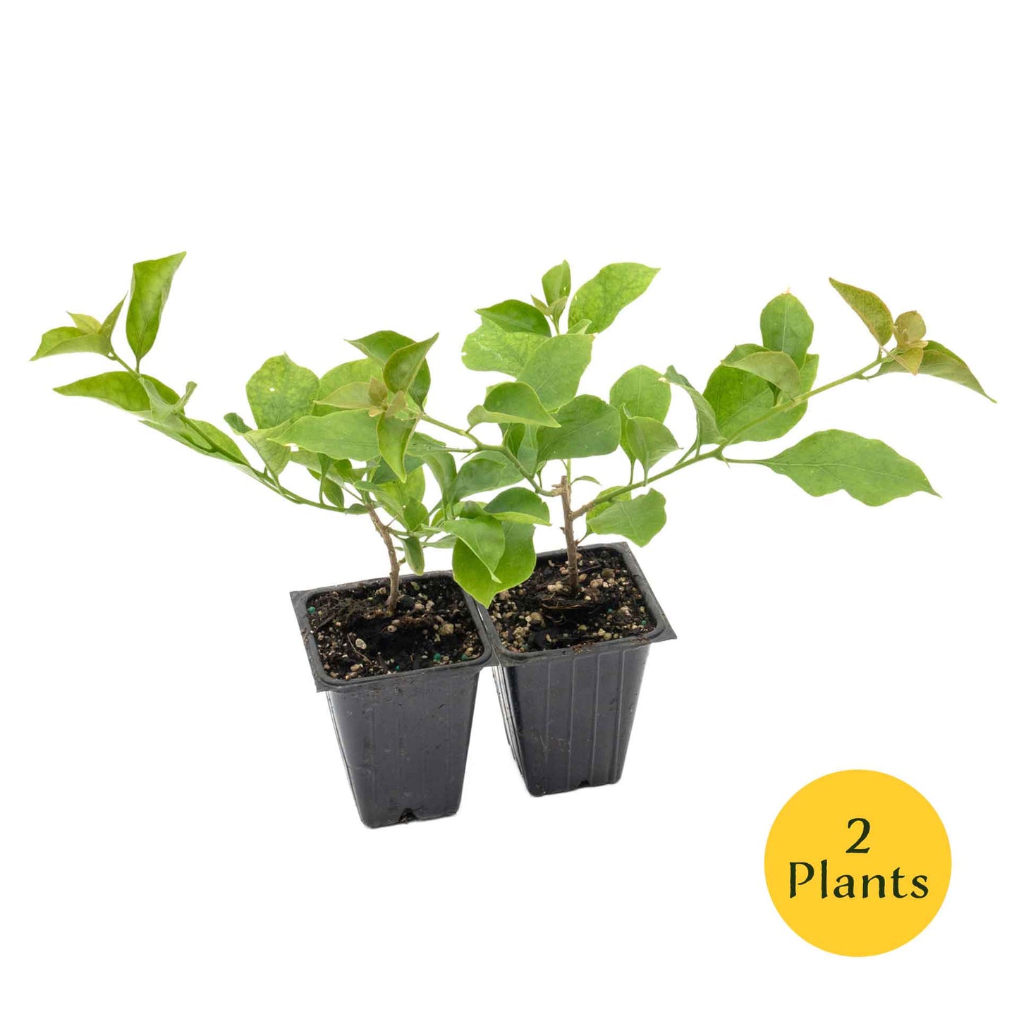 Royal Purple Bougainvillea in 3.5” Nursery Cubes (Bougainvillea ‘Royal Purple’)