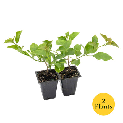 Royal Purple Bougainvillea in 3.5” Nursery Cubes (Bougainvillea ‘Royal Purple’)