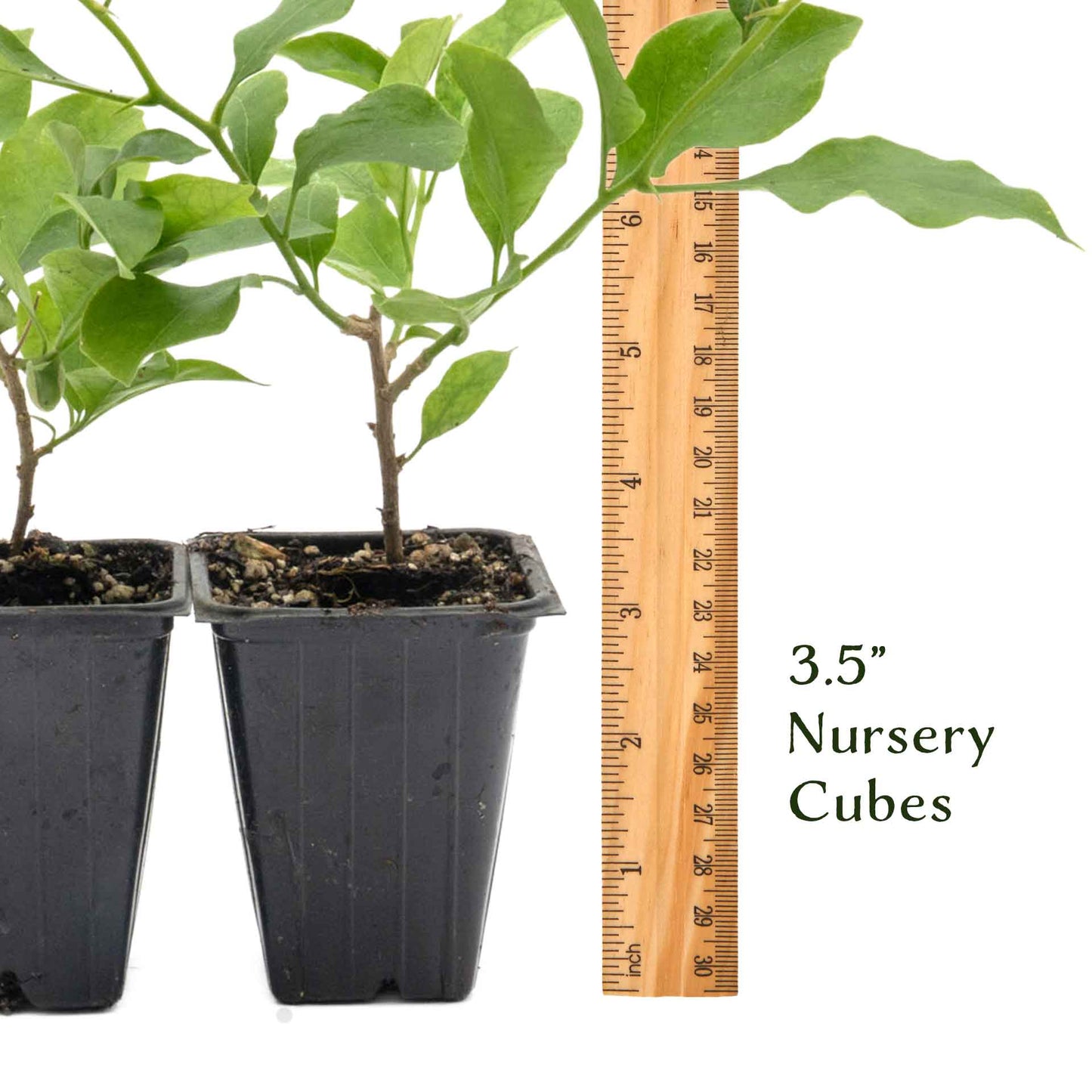 Royal Purple Bougainvillea in 3.5” Nursery Cubes (Bougainvillea ‘Royal Purple’)