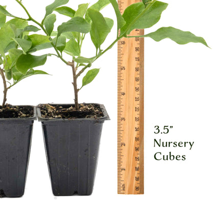 Royal Purple Bougainvillea in 3.5” Nursery Cubes (Bougainvillea ‘Royal Purple’)