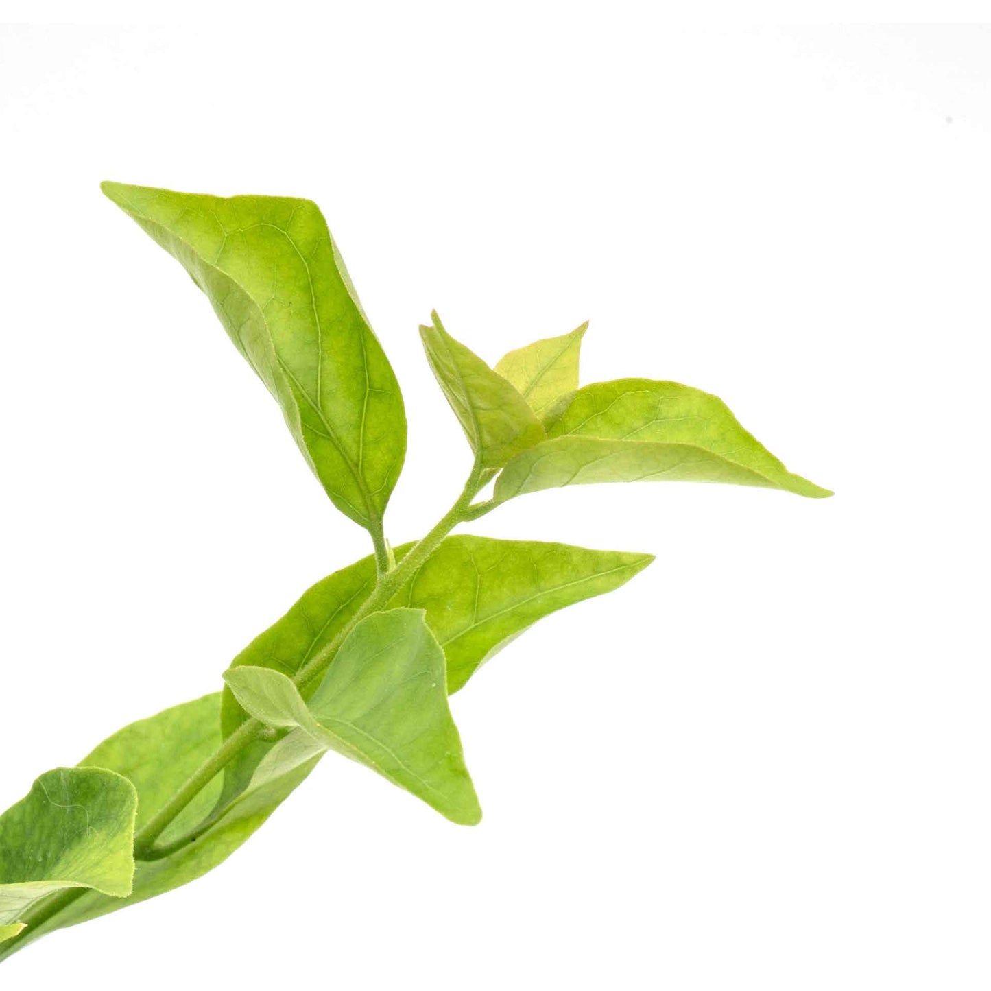 Royal Purple Bougainvillea in 3.5” Nursery Cubes (Bougainvillea ‘Royal Purple’)