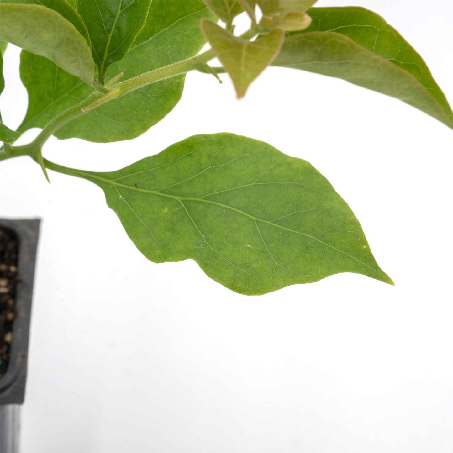 Royal Purple Bougainvillea in 3.5” Nursery Cubes (Bougainvillea ‘Royal Purple’)